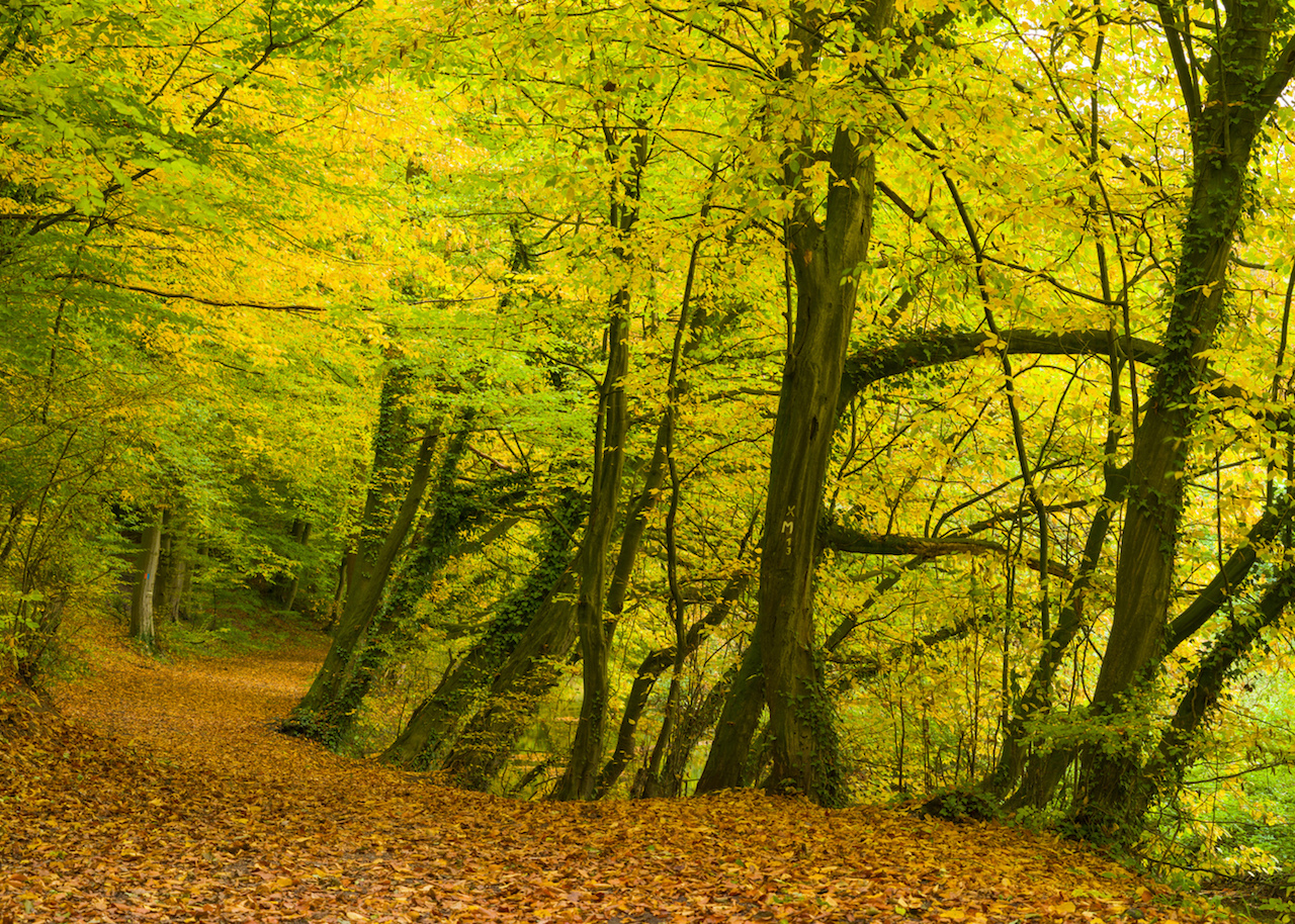Vliesová fototapeta na zeď Rasch 363753, Magic Walls, 3,71 x 2,65 m