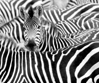 Vliesová fototapeta na zeď Rasch zebra 363616, African Queen III, 3,18 x 2,65 m