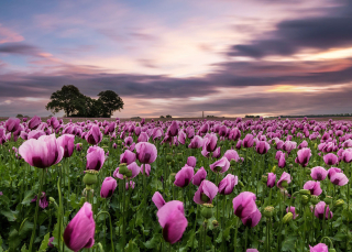 Vliesová fototapeta na zeď Rasch 363456, Magic Walls, 3,71 x 2,65 m