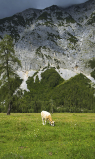 Vliesová fototapeta na zeď Rasch 364637, Magic Walls, 1,59 x 2,65 m